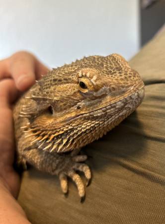 Rehoming Bearded Dragon and Tank (Visalia)63873028612993121