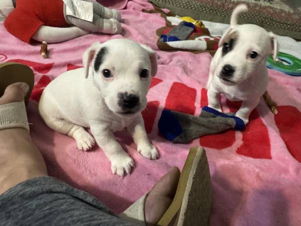 Jack Russell Terrier puppies 1