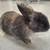 Bunnies for sale need to go 3 thumbnail