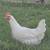 Farm fresh Eggs 3 thumbnail