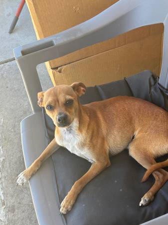 Male Chihuahua. (Ceres)63469791732739120