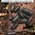 Isopods for bioactive tanks or food for critters, frogs, crabs 2 thumbnail