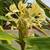 White, Yellow and Pink Hawaiian Ginger Plants 6 thumbnail