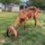 Purebred nubian goat pair 4 thumbnail