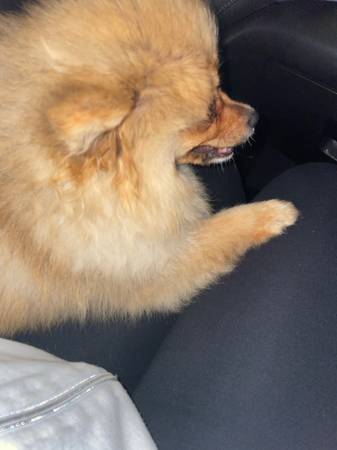 Female Pomeranian Puppy (dublin / pleasanton / livermore)64310526072707120