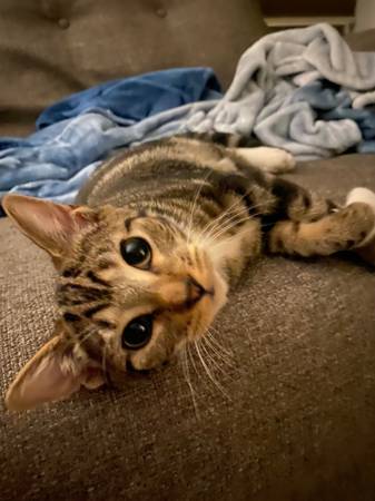 Kitty necesita un nuevo hogar para siempre. (Gilford)63843456259075124