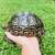 Giant South African Leopard Tortoise 1 thumbnail