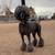 Experienced Pet Groomer 2 thumbnail