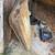 1968 Mercury Cougar parts, RF fender,doors, glass 9 thumbnail