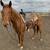 AQHA Red Roan Performance Horse Mare 5 thumbnail
