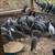 Chickens ,roosters,and lots more 7 thumbnail