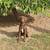 8 month old Female Chocolate Labrador Puppy 2 thumbnail