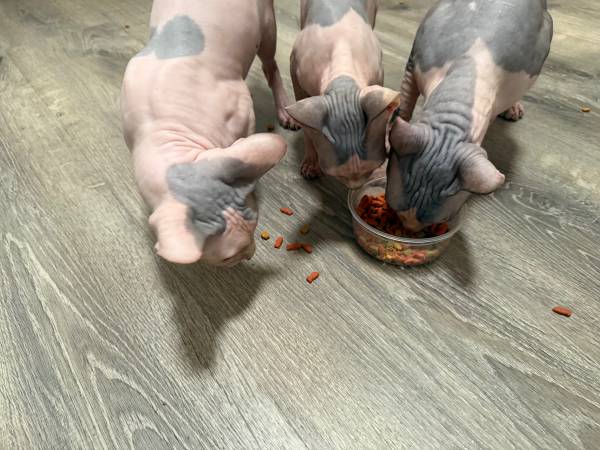 Sphinx cats (Visalia)63963773894403121