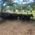 Bred cows 7 thumbnail