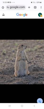 Prairie dog control 1