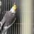 Birds 4 thumbnail