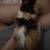 KITTEN 2 thumbnail