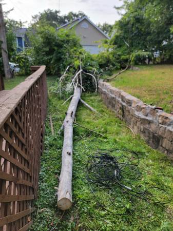 Free firewood from a downed tree 1