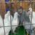 Pigeons 22 thumbnail