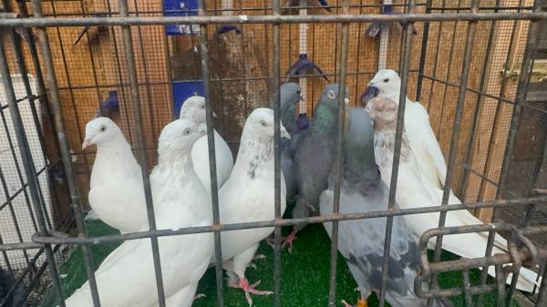 Pigeons (Glenview)5506848708054323221