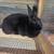 Rabbits 3 thumbnail