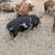 Kune kune piglets 6 thumbnail