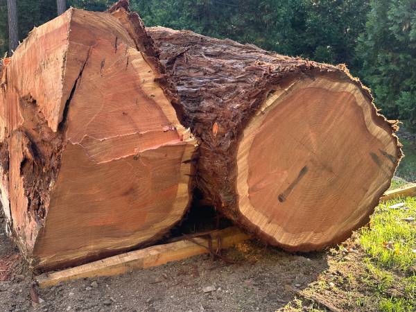 Incense Cedar, Doug Fir and REDWOOD ! 1