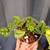 🌿 Silver Satin Pothos (Scindapsus Pictus) 1 thumbnail