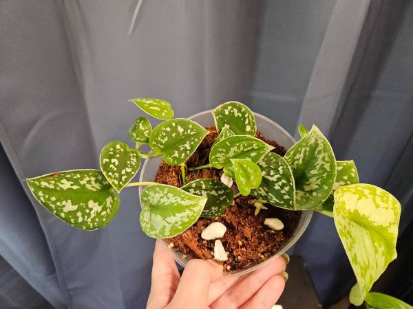 🌿 Silver Satin Pothos (Scindapsus Pictus) 1