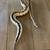 Multiple ball pythons available 6 thumbnail