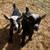 Two dwarf goat kids 1 thumbnail