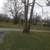 Black walnut tree 5 thumbnail