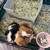 Rehoming 2 guinea pigs with lots of supplies 1 thumbnail