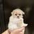 Adorable Maltipoo Puppies Available 2 thumbnail