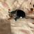 Kittens rehoming black Bombay green jade 1 thumbnail
