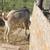 Billy goat 3 thumbnail