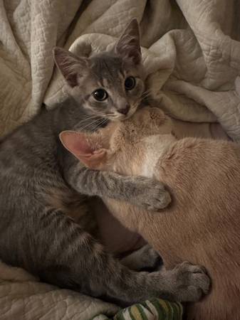 4 month old kitten (Jacksonville)63925384575619123