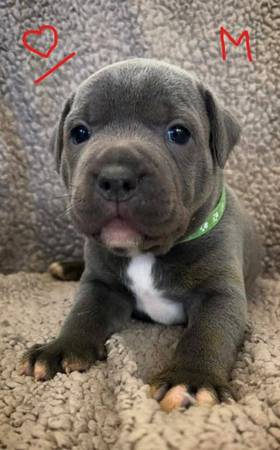 Looking For New Home 1