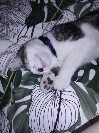 White &Tabby 9 mo cat (Kennewick)63896661900290122