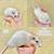 Pet rats 11 thumbnail