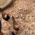 Barnyard chicks 3 thumbnail