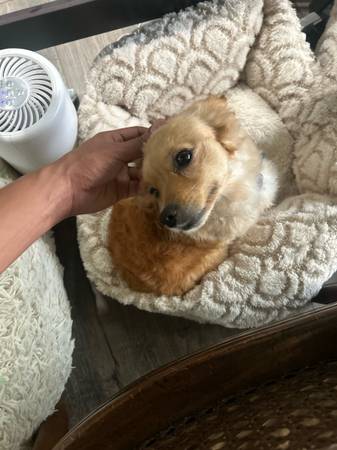 Small papillon (Oakland)63941865181059123