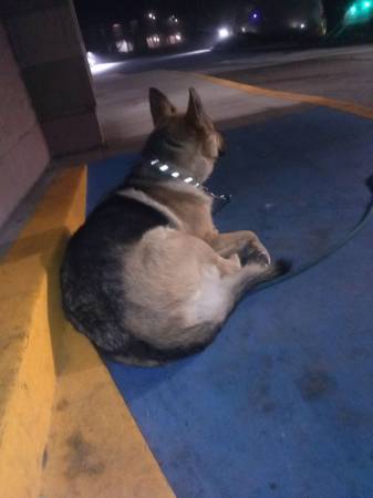 Hey Gilroy,Kimba is 4 today (Monterey)64009563188993120