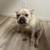 Female frenchie 1 thumbnail