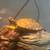 Pet Turtle (red eared snapper) w aquarium and all items needed 1 thumbnail