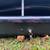 Thule Roof Rack 7 thumbnail