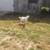 Nigerian Dwarf goats. kids 3 thumbnail