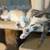 Calico kitten 24 thumbnail