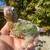 Pineapple conure 1 thumbnail