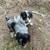 heeler/beagle mix pups 12 thumbnail